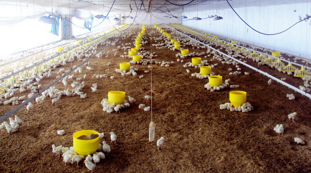 Pollitos comiendo de tolva